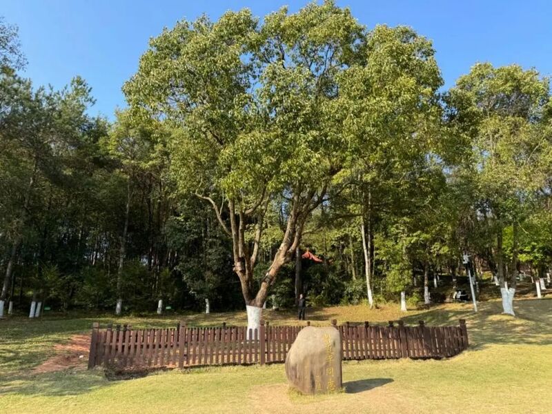 習(xí)近平同志為福建省長汀縣水土保持科教園捐種的香樟樹。圖源：學(xué)習(xí)時報(bào)