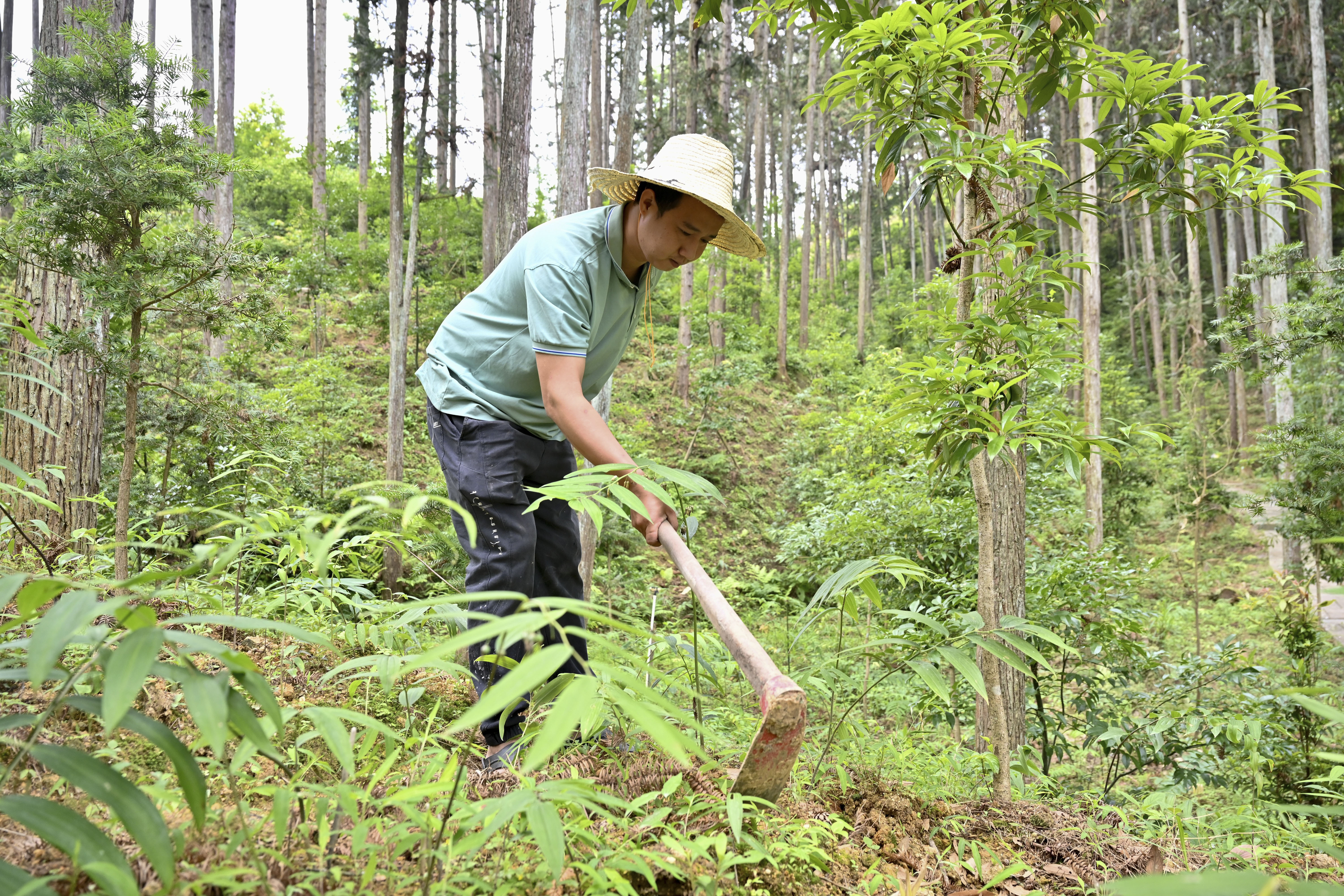 2024年5月9日，福建省三明市馬巖林下經(jīng)濟種植示范基地工人在管理林下種植的多花黃精。