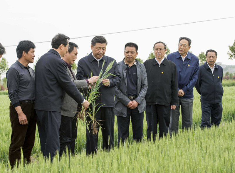 2016年4月25日下午，習(xí)近平在安徽滁州市鳳陽(yáng)縣小崗村察看小麥長(zhǎng)勢(shì)。左一為種糧大戶程夕兵。新華社記者 李學(xué)仁 攝